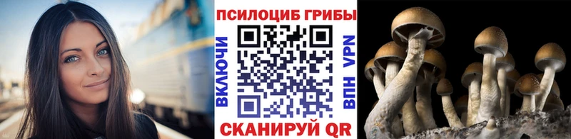 купить   Тетюши  Псилоцибиновые грибы Psilocybine cubensis 